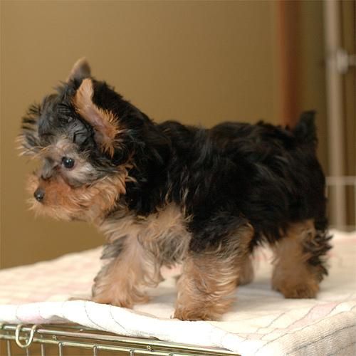 ultimo cachorro de yorkshire terrier