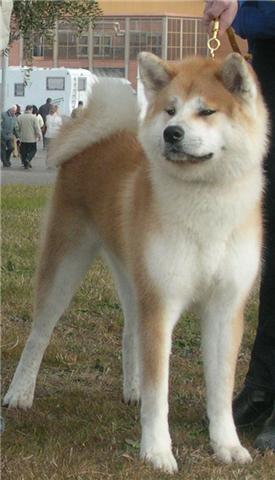 AKITA INU KUNOI-CHI KENSHA