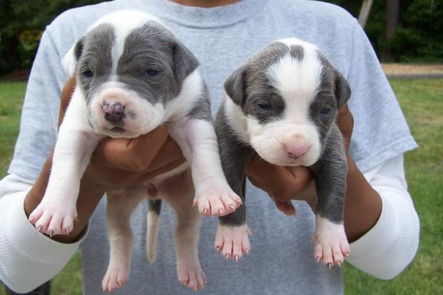 American pitbull cachorro