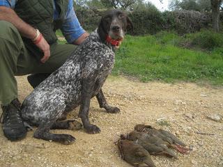 Braco aleman cachorros