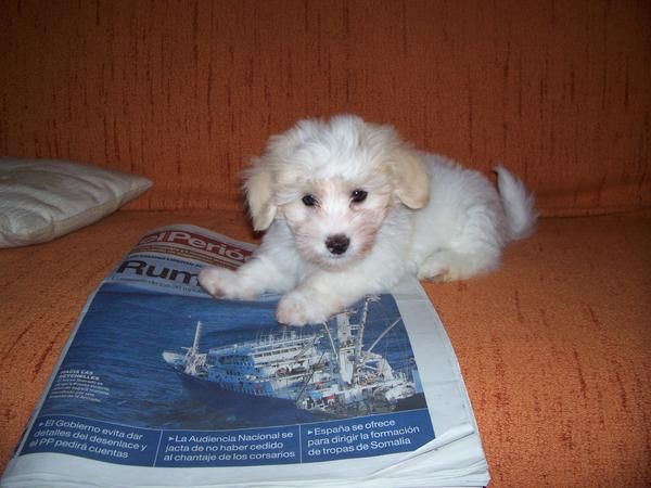 cachorro coton de tulear