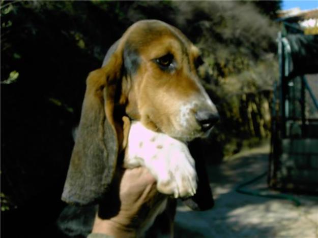 cachorros BASSET HOUND con PEDIGREE