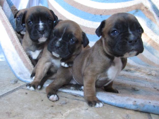 cachorros boxer