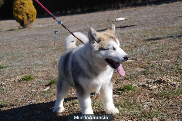 CACHORROS DE ALASKAN MALAMUTE CON PEDIGREE LOE 550 EUROS!! 627 05 42 28