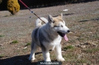 CACHORROS DE ALASKAN MALAMUTE CON PEDIGREE LOE 550 EUROS!! 627 05 42 28 - mejor precio | unprecio.es