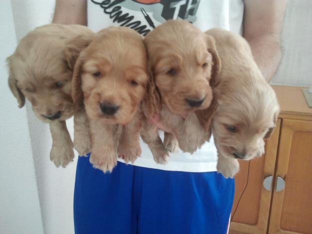 Cocker cachorros,pedigree.240eur,telf 652325877.