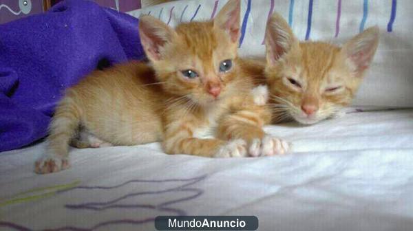 GATITOS de 2 meses a la calle urgente!