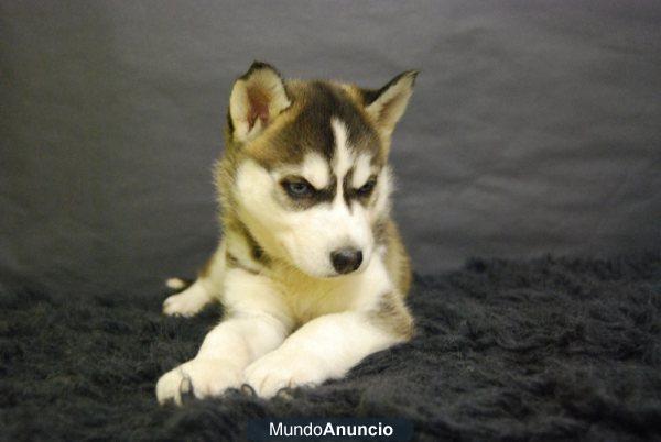 Husky siberiano con pedigree, CON PEDIGRE