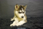 Husky siberiano con pedigree, CON PEDIGRE - mejor precio | unprecio.es