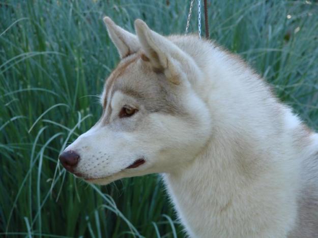 ORTZI, precioso Husky siberiano puro busca una nueva familia. Guipuzcoa‏