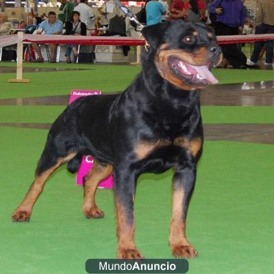 proximas camadas de rottweiler, grandes pedigrees