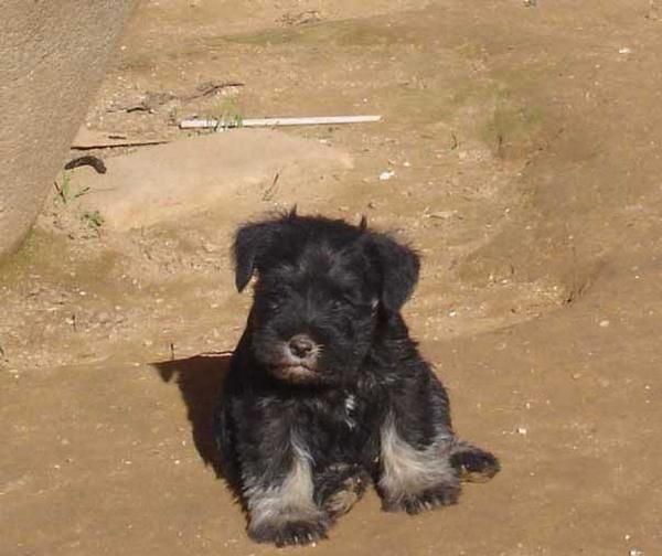 Schnauzer mini negro y plata