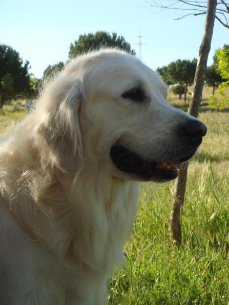 Se Ofrece Golden Retriever para Montas