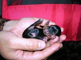 vendo  hermosos  perritos   yorkshire  terrier