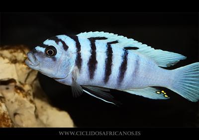 vendo peces ciclidos africanos