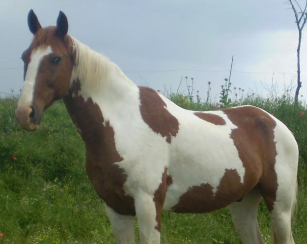 Caballo pío por 800€