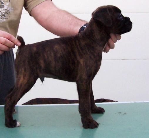 CACHORROS BOXER CON PEDIGRI