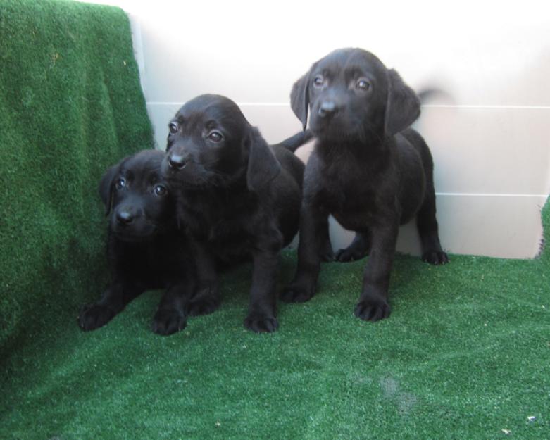 Camada de Labradores negro con pedigri