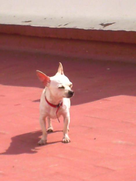 CHIHUAHUA MINI PARA MONTA