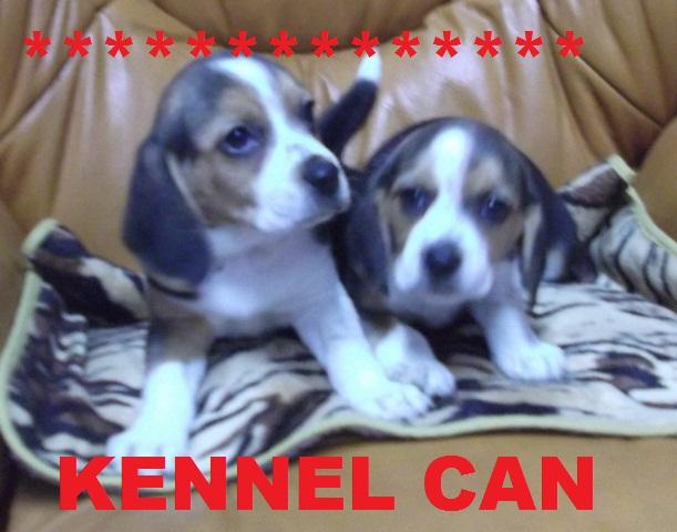 Criadores de beagle kennel can