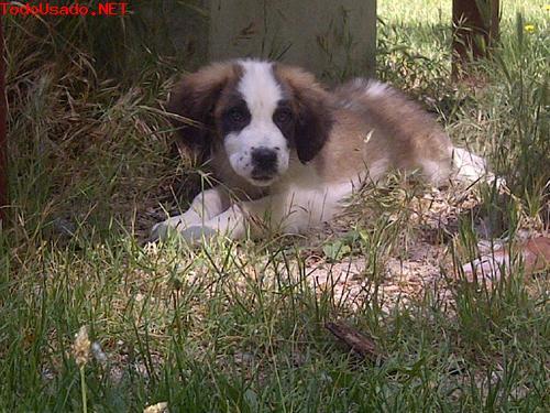 San Bernardo cachorros de pelo largo