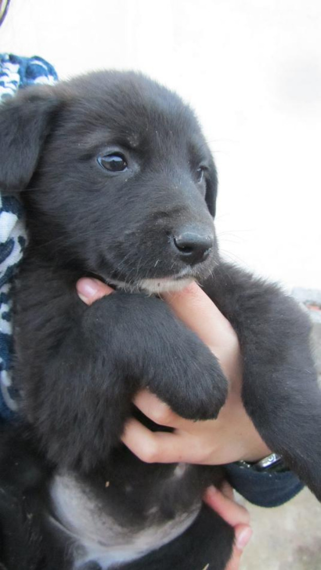 Cachorros Tamaño Grande 3 meses Murcia