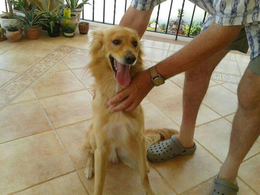 Loui en adopción