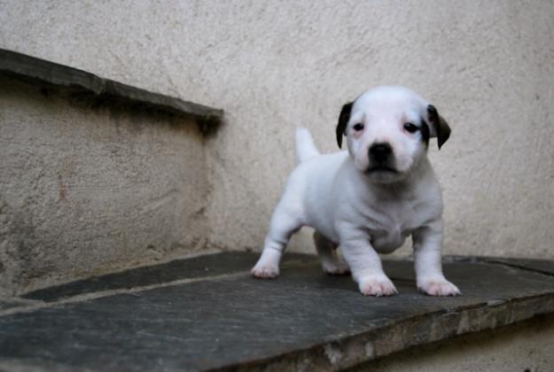 cachorros de Jack russell terrier de pata corta;calidad y belleza