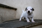 cachorros de Jack russell terrier de pata corta;calidad y belleza - mejor precio | unprecio.es