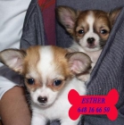 Chihuahua!¡Cachorros de Pura Raza - mejor precio | unprecio.es