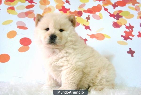 Chow Chow preciosos cachoritos con dos meses