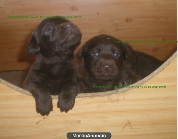 Labradores retriever chocolate