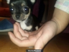 preciosa chihuahua toy - mejor precio | unprecio.es