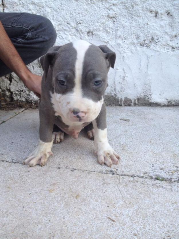 Se venden Macho y Hembra American Bully XL