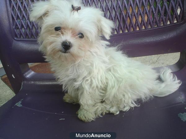 vendo bichon maltes miniatura