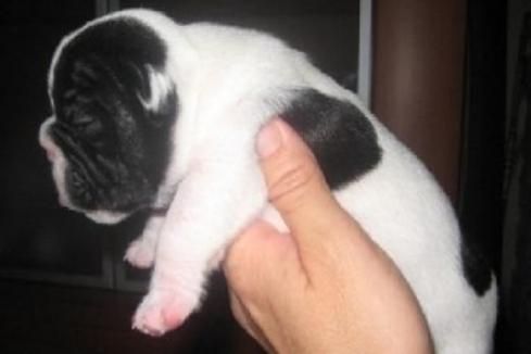 VENDO CACCHORRO BULLDOG FRANCES NACIDO EL 7 DE ENERO