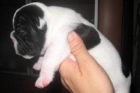 VENDO CACCHORRO BULLDOG FRANCES NACIDO EL 7 DE ENERO - mejor precio | unprecio.es