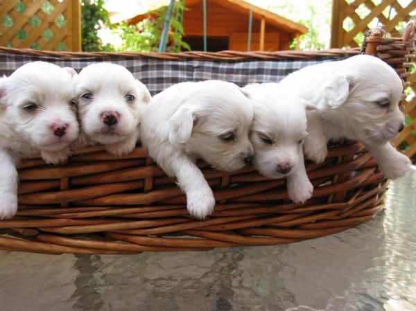 BICHON MALTES   -    CACHORROS PURA RAZA EN VENTA