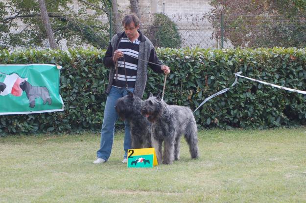 bouvier  de flandes