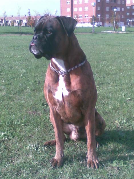 Boxer macho atigrado busca tener descendencia