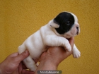 bulldog frances se vende - mejor precio | unprecio.es