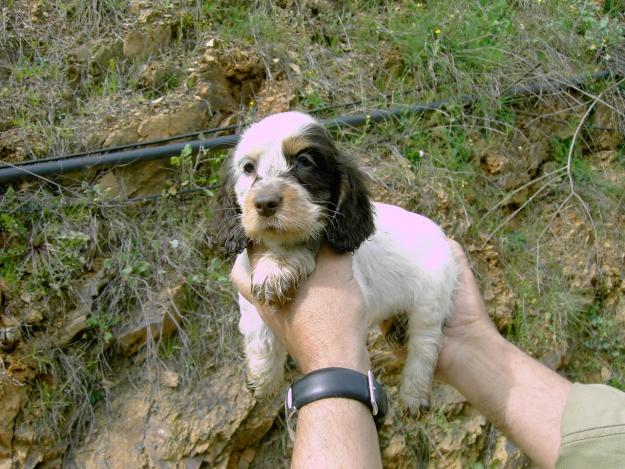 cachorros COCKER SPANIEL con PEDIGREE