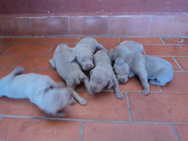 Cachorros de weimaraner