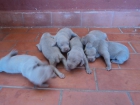 Cachorros de weimaraner - mejor precio | unprecio.es