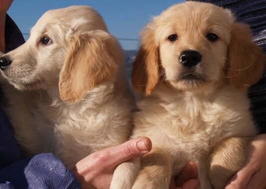 Estupendos precios en cachorros de Golden