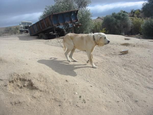 Mastines ,machos y hembras,cachorros.