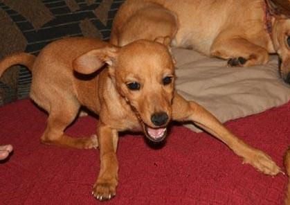 Se regalan cachorros de raza pequeña