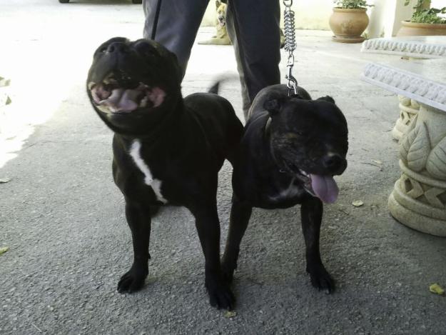 Staffordshire Bull Terrier de Criador Nacional (MalakaStaff)