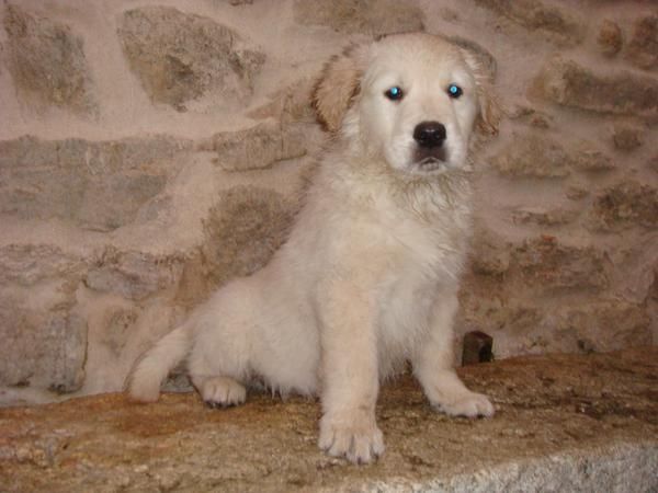 VENDO ULTIMO CACHORRO DE GOLDEN RETRIEVER