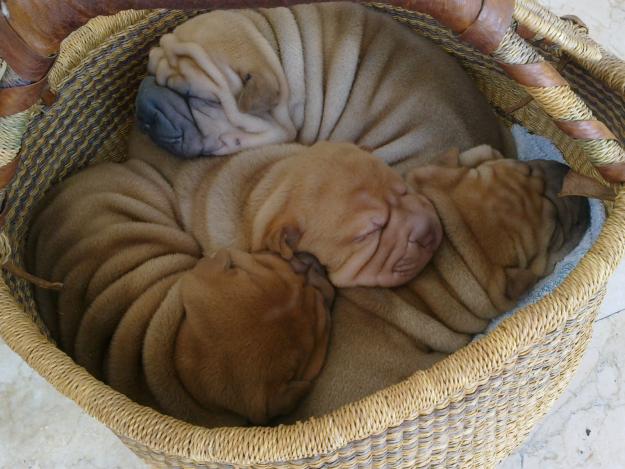 CACHORROS DE SHAR PEI